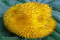Artocarpus hirsutus